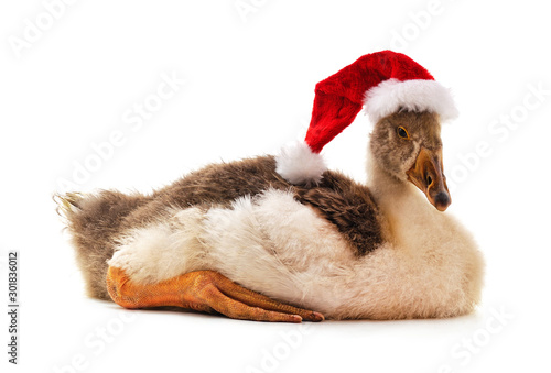 Goose in a Christmas hat.