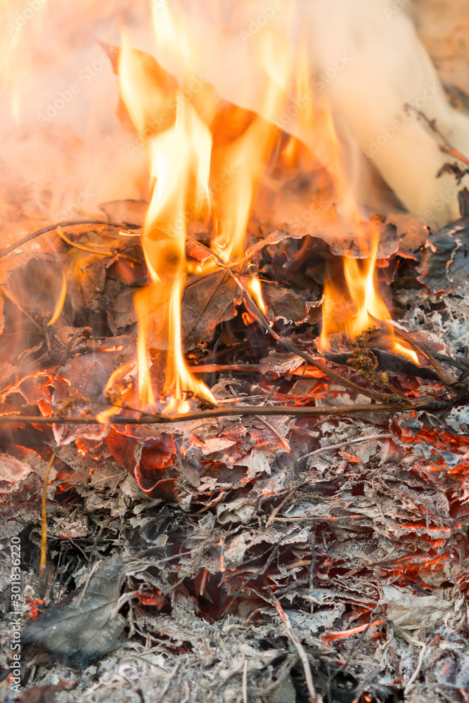 Burning leaves. Fire in the forest. Harmful smoke from burning leaves. vertical photo Burning leaves. Fire in the forest. Harmful smoke from burning leaves. vertical photo