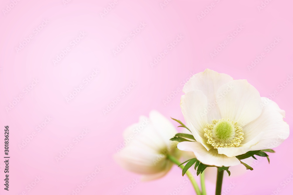 Summer blossoming delicate white anemone flowers festive background, pastel and soft bouquet floral card, selective focus, toned	