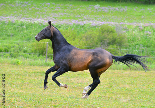 Bay akhal teke breed stallion runs in gallop in the green summer field up. Animal portrait in motion.