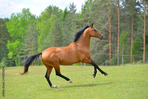 Bay akhal teke breed stallion runs in gallop in the green summer field up. Animal portrait in motion. © arthorse
