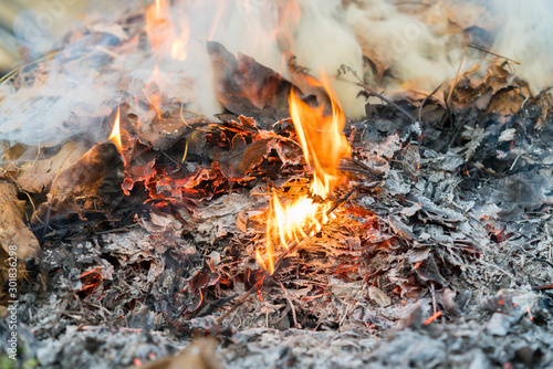 Burning leaves. Fire in the forest. Harmful smoke from burning leaves