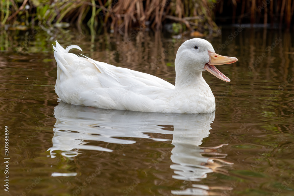 American Pekin Duck Floating on Water