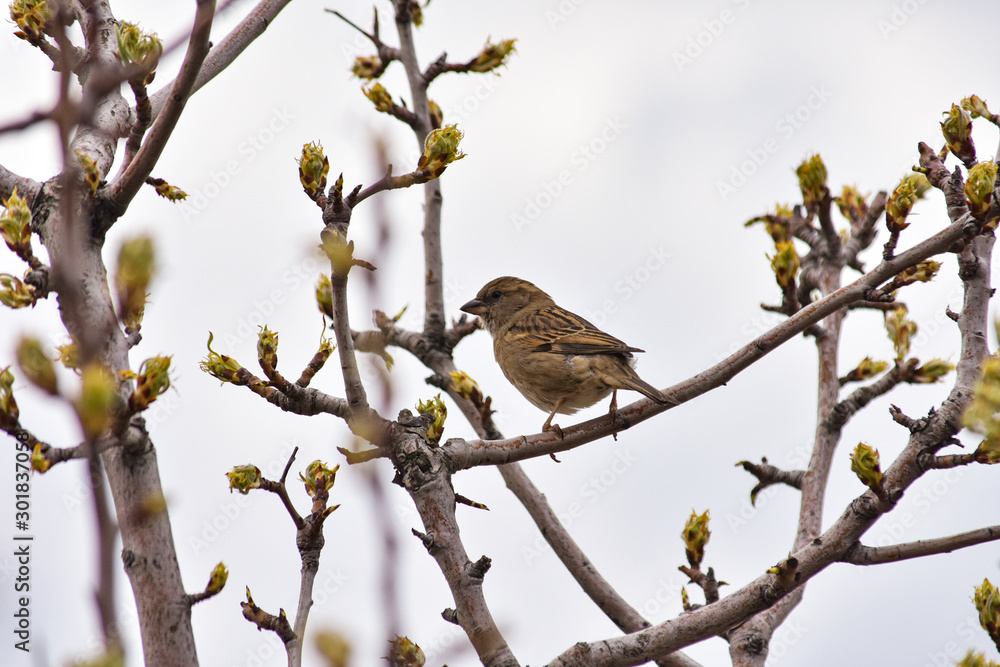 Sparrow sits on the branches of a blossoming tree in spring Sparrow sits on the branches of a blossoming tree in spring