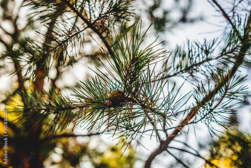 Conifer in the forest. View of conifer needles. Pine tree and spruce needles with cones. Wandering in the woods. Conifer in the forest. View of conifer needles. Pine tree and spruce needles with cones. Wandering in the woods.