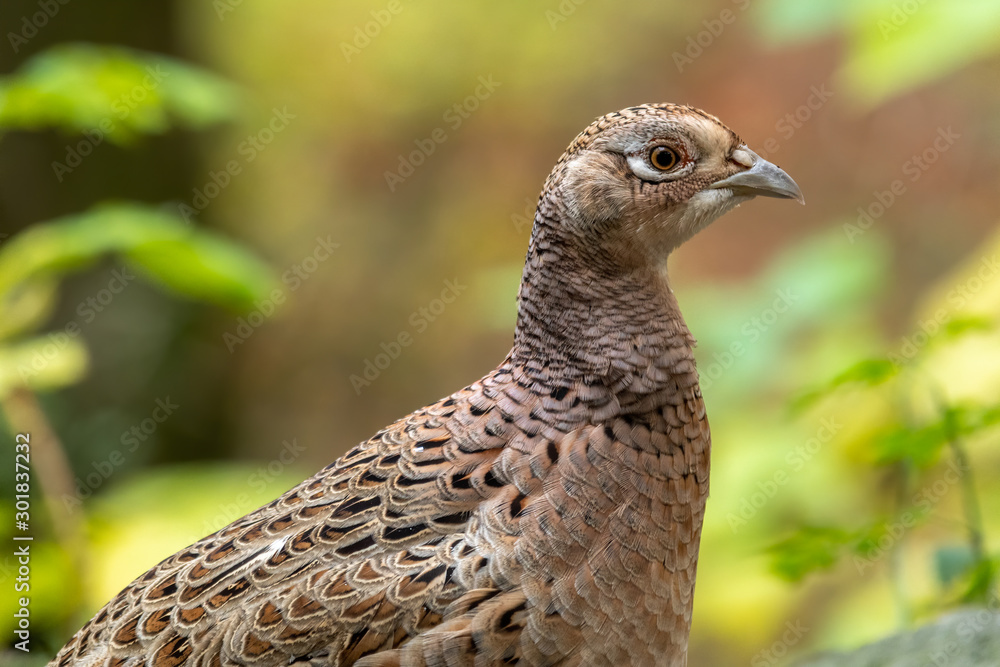 Closeup Head Shot Female Pheasant Closeup Head Shot Female Pheasant