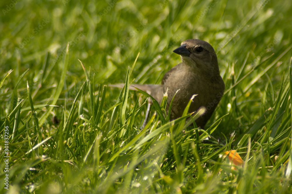 Obraz premium Mar del Plata - Buenos Aires - Argentina 