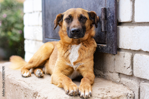 the dog lies on the steps near the door of the house © Valeriy Volkonskiy