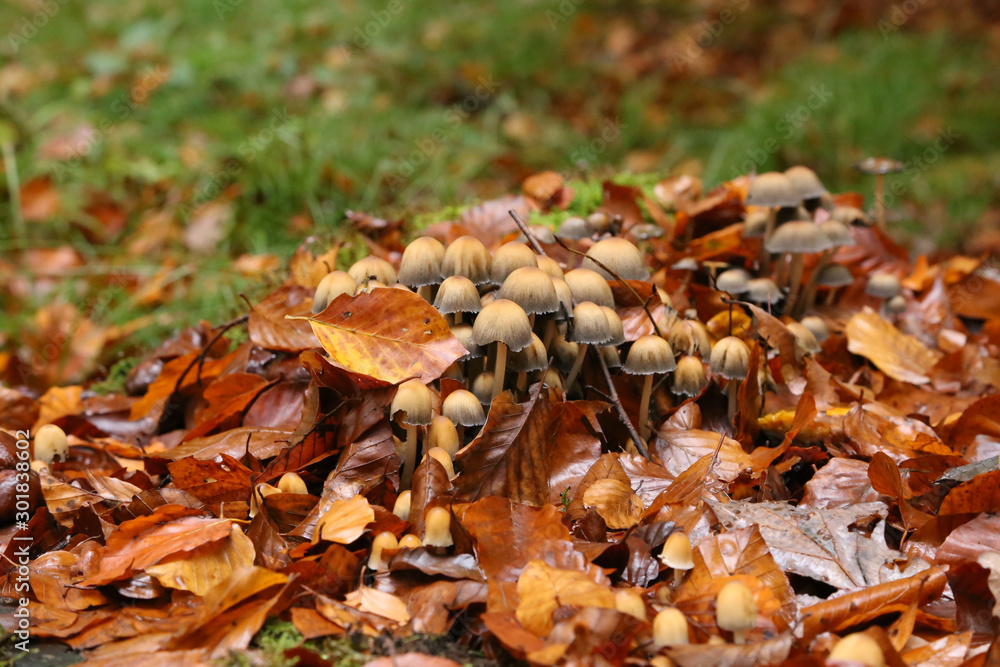 Yellow forest mushrooms grew on a fallen tree Yellow forest mushrooms grew on a fallen tree