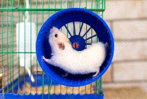 hamster running