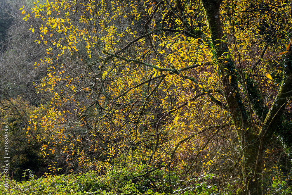 brightly lit yellow tree leaves in autumn against a dark background. brightly lit yellow tree leaves in autumn against a dark background.