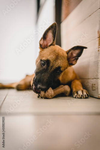 PUPPY GERMAN SHEPHERD PLAYING WITH HIS BONE photo