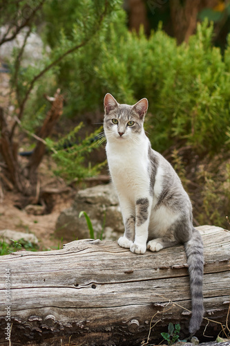  Cat in freedom rests in a garden on a log.