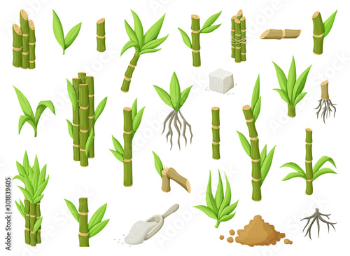 Sugar cane cartoon vector illustration on white background.Sugarcane set icon.Vector illustration of sweet white sugar.Cartoon cane leaf.Set icon of sugarcane plantation.