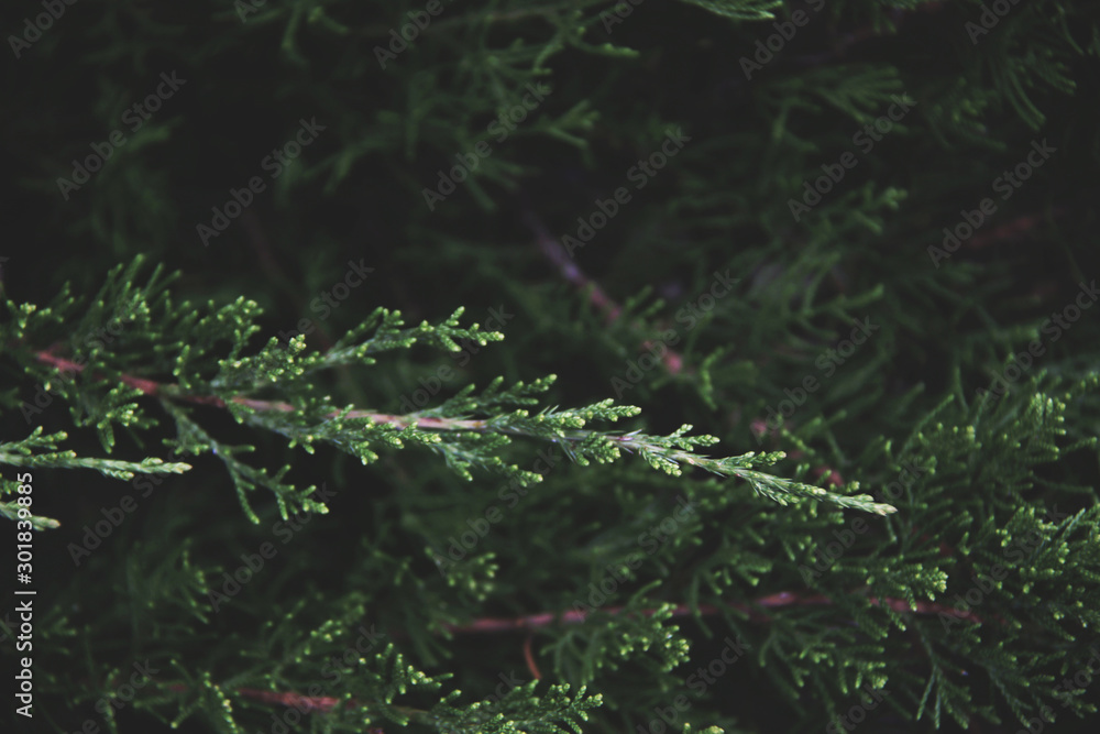 evergreen thuja branch close up evergreen thuja branch close up