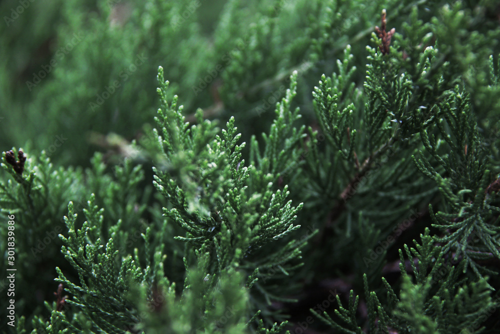 evergreen thuja branch close up evergreen thuja branch close up