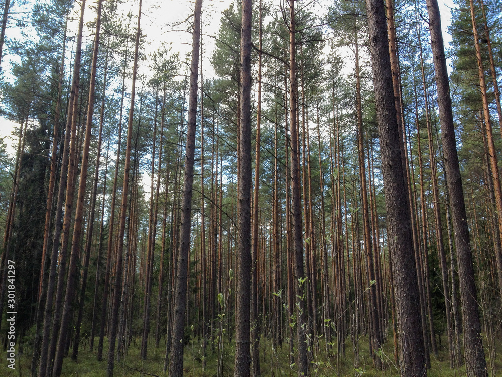 Pine trees forest shot in summer day