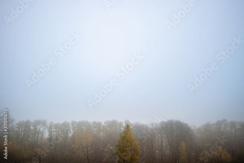 Autumn forest with fog and blue sky landscape. Autumn rain and misty in the woods. Misty fall forest
