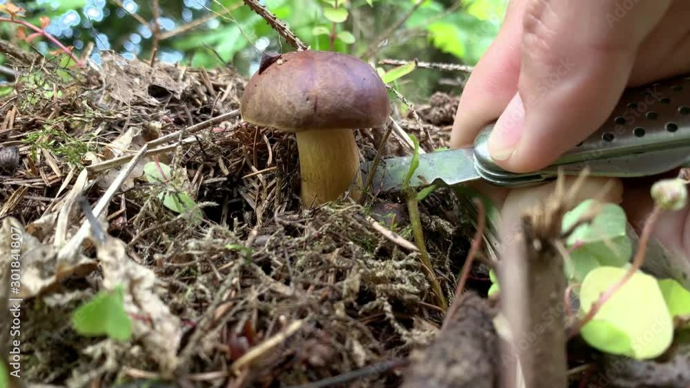 Mashroom picker searching for mushrooms and cutting it with a knife close up Mashroom picker searching for mushrooms and cutting it with a knife close up