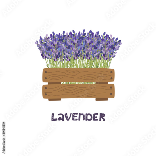 Bouquet of lavender in a wooden planter. Vector illustration.