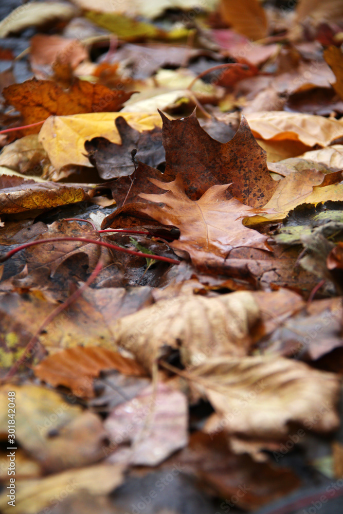 wet maple and oak leafs on the street close up