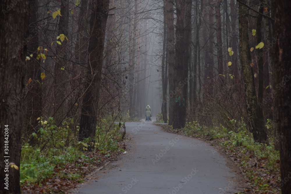 Naklejka premium Fog in forest