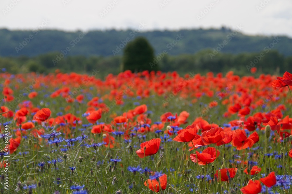 Poppies and cornflowers