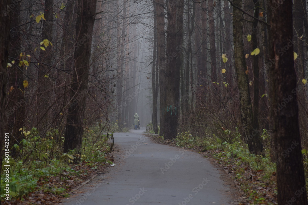 Fototapeta premium Fog in forest