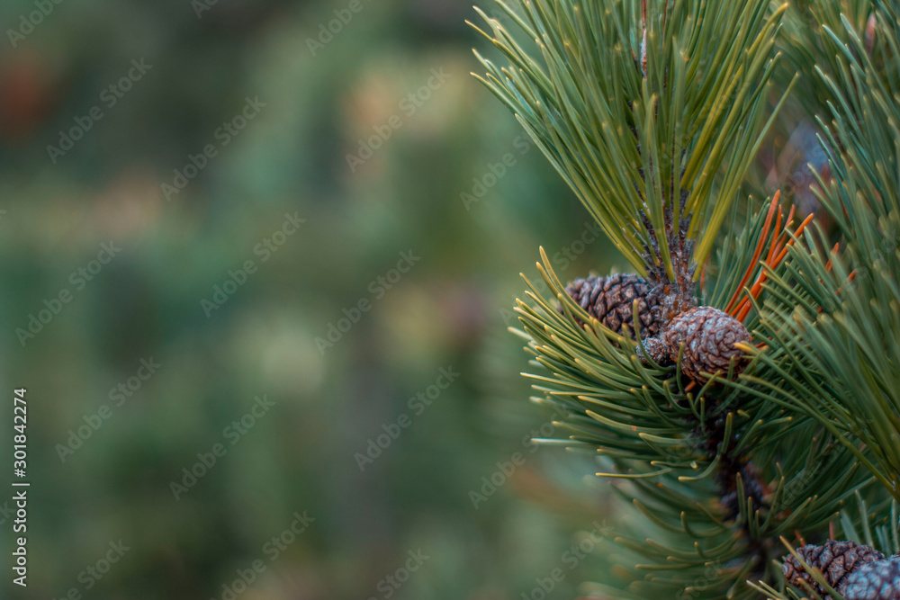 Closeup photo of green needle pine tree on the right side of picture. Small pine cones at the end of branches. Blurred pine needles in background Closeup photo of green needle pine tree on the right side of picture. Small pine cones at the end of branches. Blurred pine needles in background