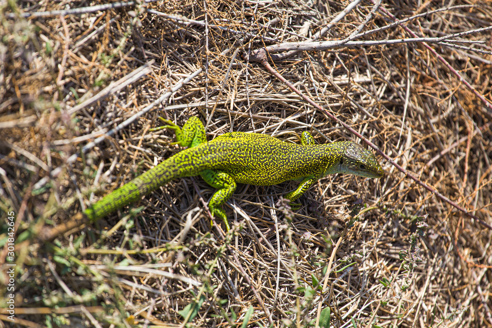 Green Mediterranean gecko lizard spotted on a brown ground in La Camargue, France Green Mediterranean gecko lizard spotted on a brown ground in La Camargue, France