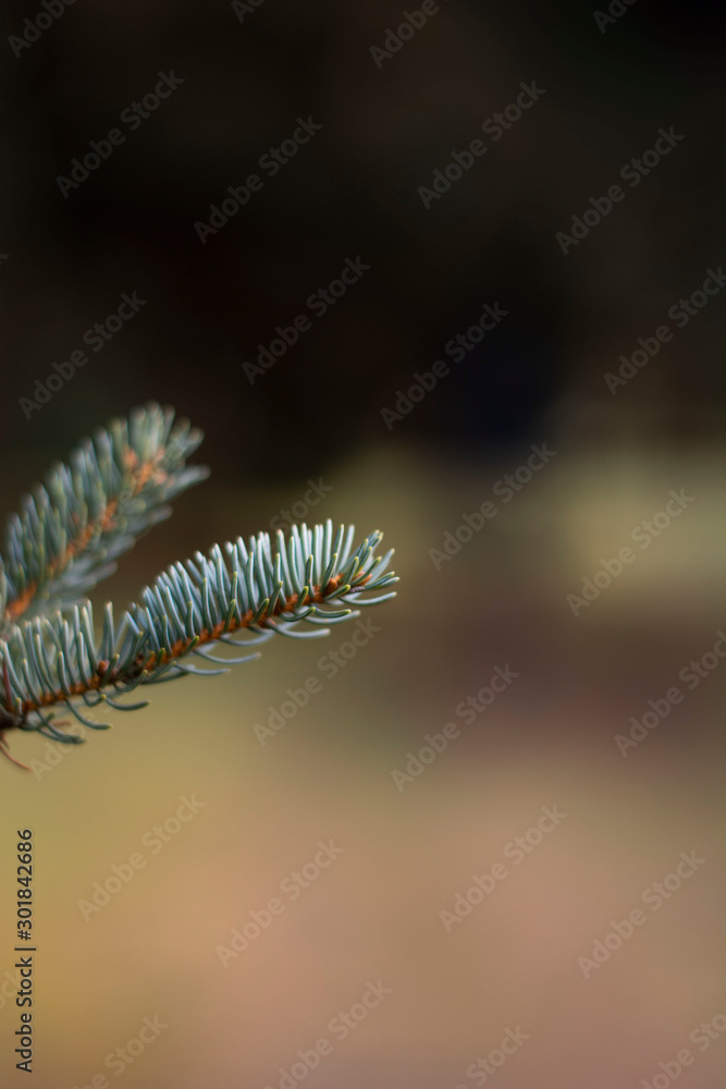 Closeup photo of light needle tree branch on the leftside of picture. Soft focus and blur in background with bokeh. Brown and green tones