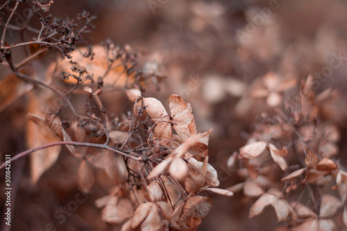 Close up of dry brown hydragena (hortensia) flower petals. Soft and selective focus with blurred background photo