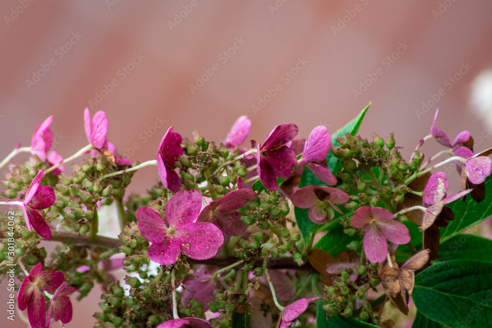 Naklejka premium Pink hydrangea blossom