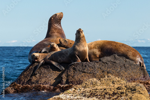 steller's sea lions on a rock photo