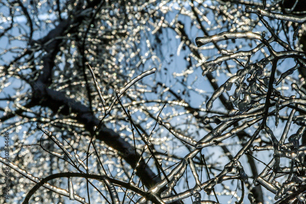 Branches coverd with ice on background of blue sky. Russian nature in winter time. Branches coverd with ice on background of blue sky. Russian nature in winter time.