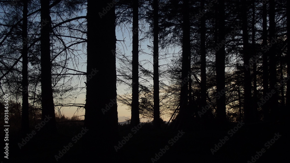 Obraz premium sunset in forest