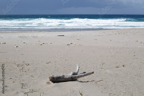 tronco expulsado por el mar a la playa 