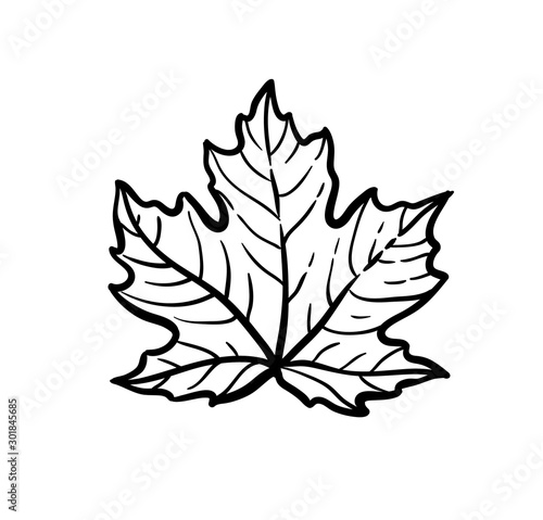 Ink sketch of maple leaf.