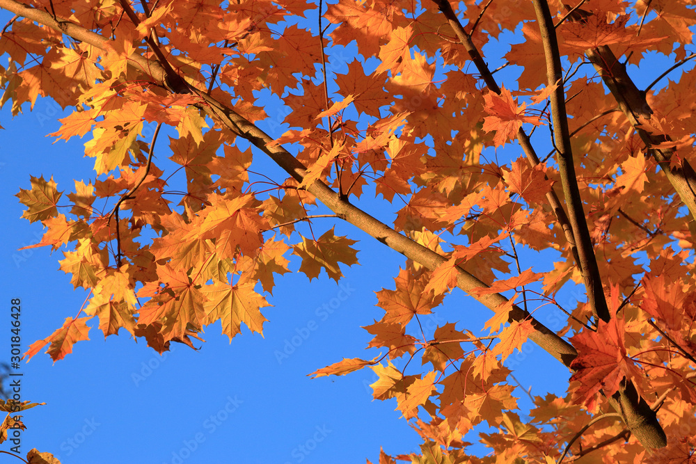 Goldene Ahornblätter im Herbst vor strahlend blauem Himmel Goldene Ahornblätter im Herbst vor strahlend blauem Himmel