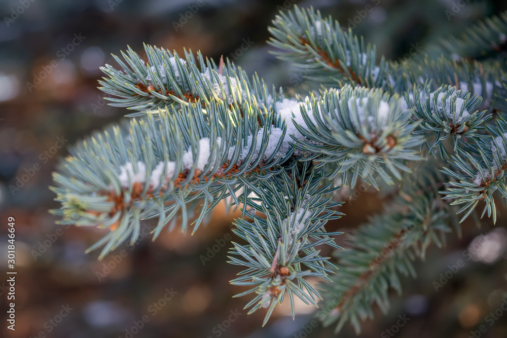 Branches of blue spruce covered with snow. Winter decoration. Branches of blue spruce covered with snow. Winter decoration.