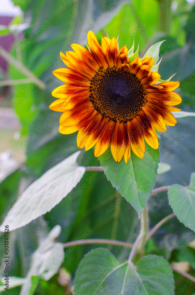 sunflowers grow outdoors in summer sunflowers grow outdoors in summer