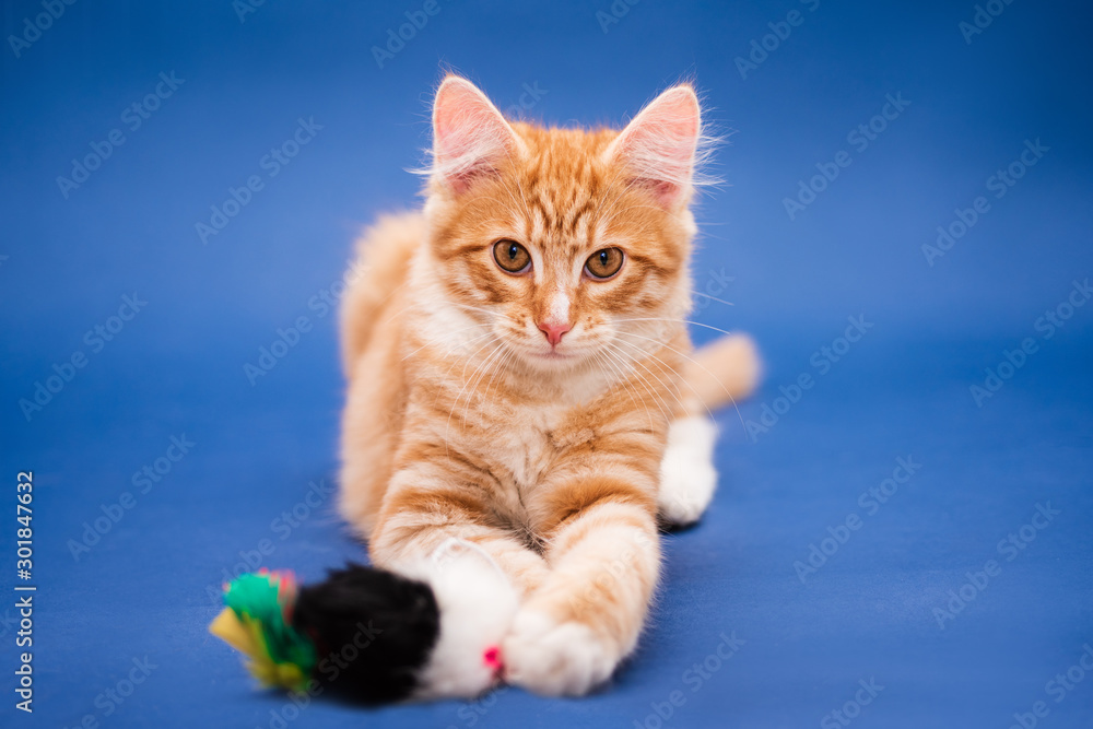 Fototapeta premium Cute orange kitten with a toy. Dark blue background