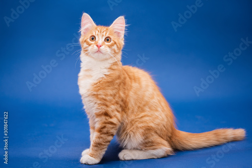 Cute orange kitten. Dark blue background