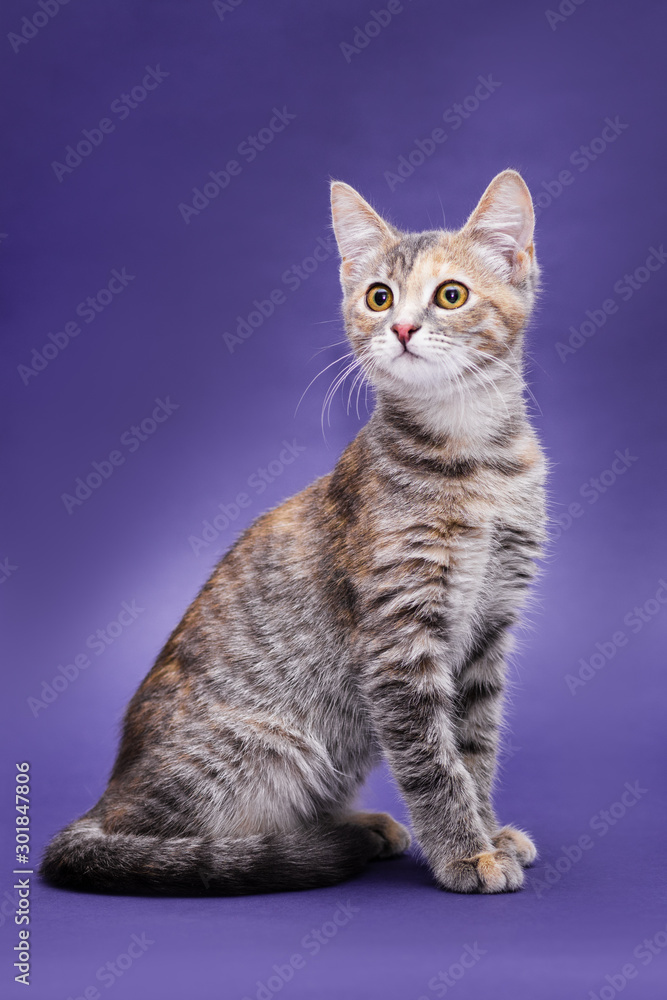 Cute stripped kitten. Purple background