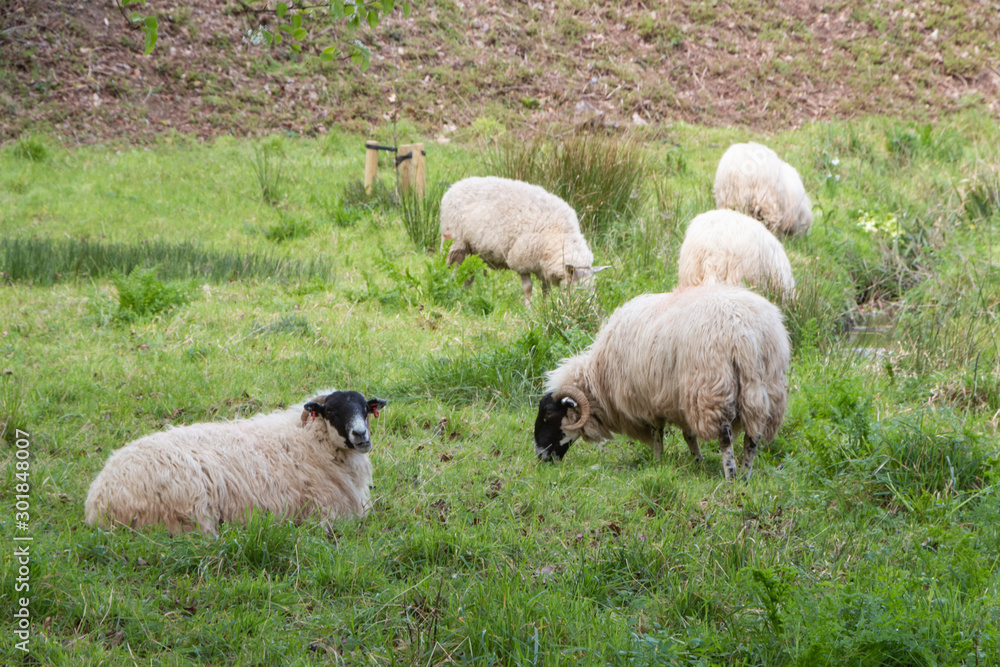 Obraz premium Sheep lying and grazing in a field