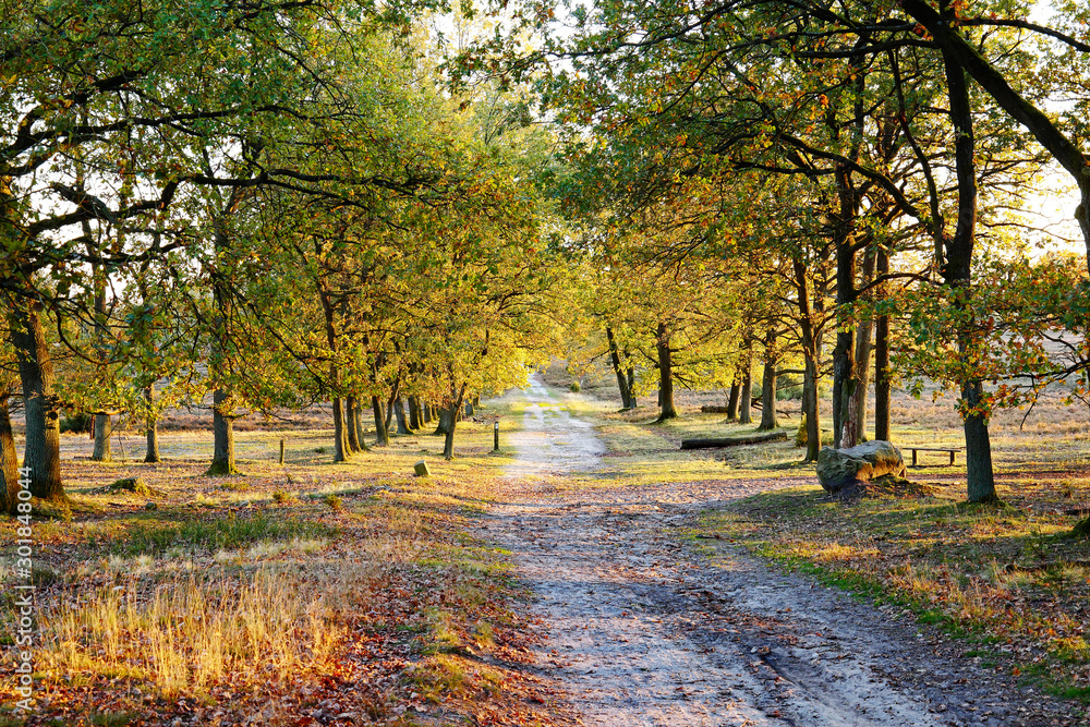 Lüneburger Heide Wanderweg in der Herbstsonne