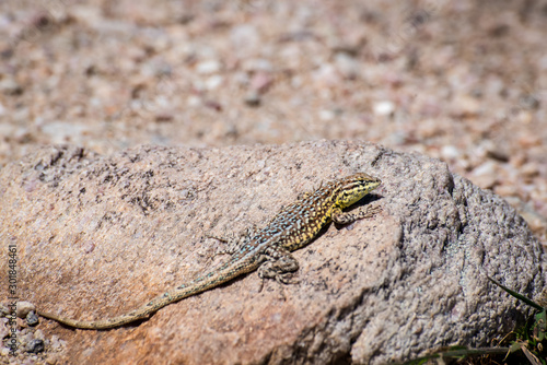 Lizard sunning in the desert