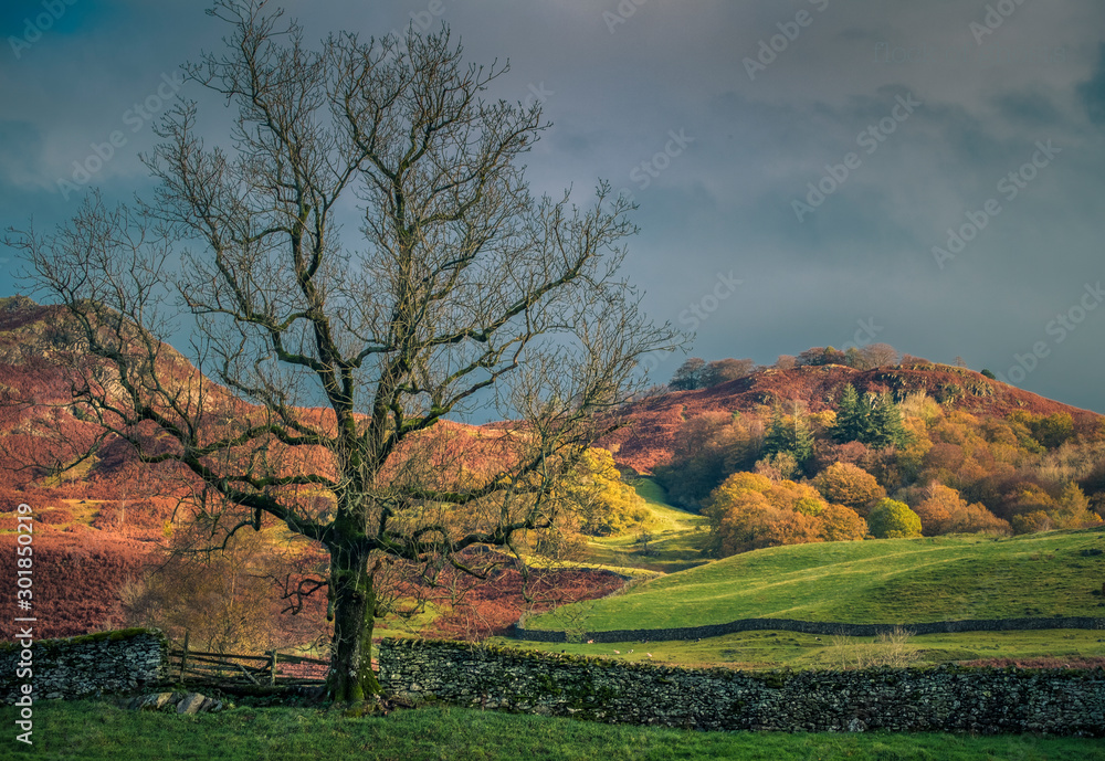 Fototapeta premium Autumn hints at Elterwater