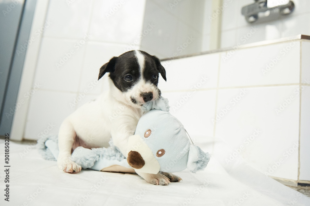 A cute little puppy biting a blue pluch toy bear A cute little puppy biting a blue pluch toy bear