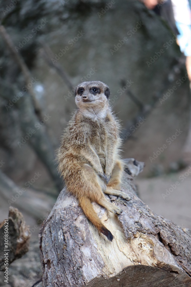 Fototapeta premium Meerkat